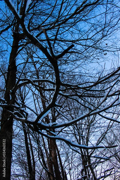 Obraz Trees in the winter