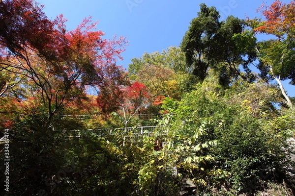 Fototapeta 紅葉の山
