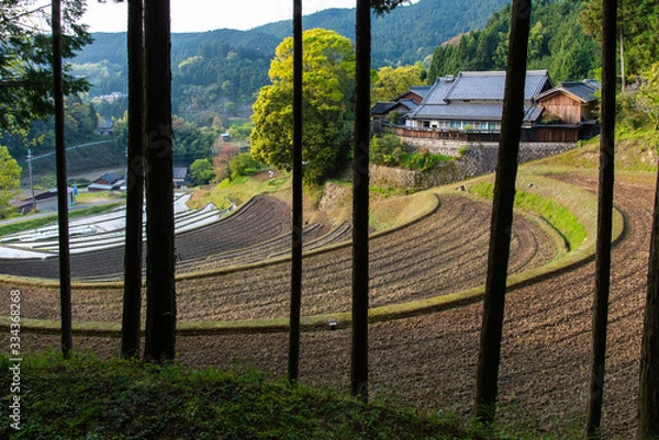 Fototapeta 直線的な樹木の間から見える農家