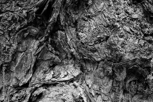 Obraz wood skin texture black and white