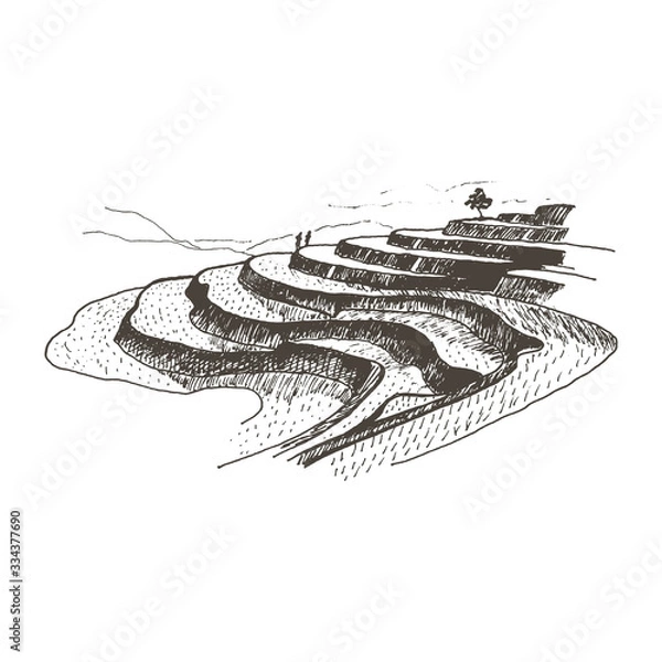 Obraz Rice Fields with Agricultural Crop Growing Landscape Vector Sketched Illustration