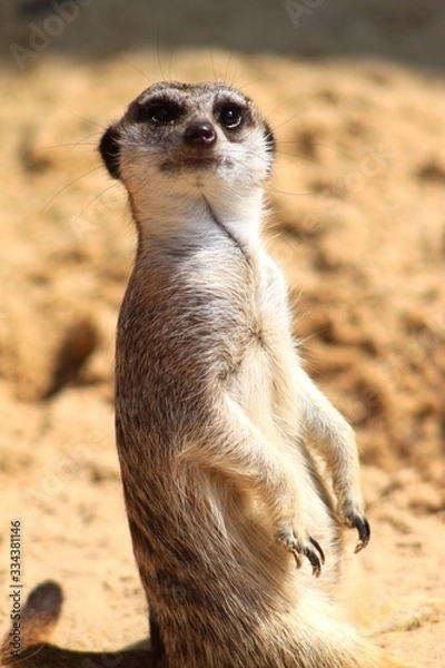 Obraz Animal Looking to Camera