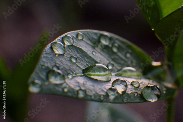 Obraz Waterdrop's on Leaf