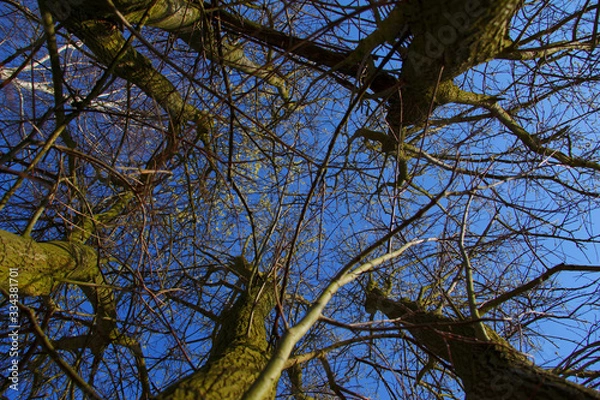 Obraz Blue Sky & Trees