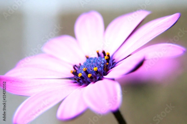 Obraz Pink Flower