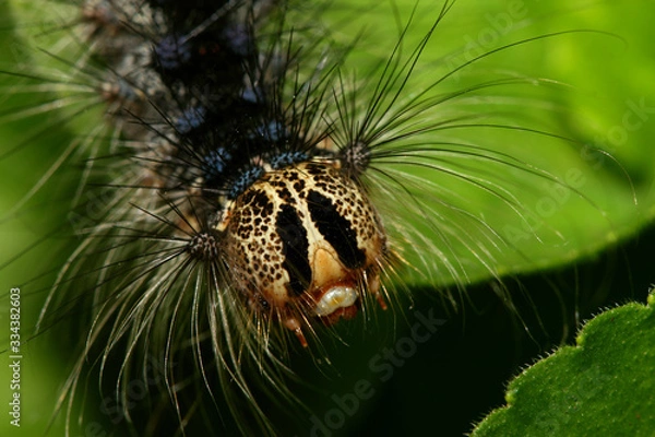 Fototapeta Catterpillar