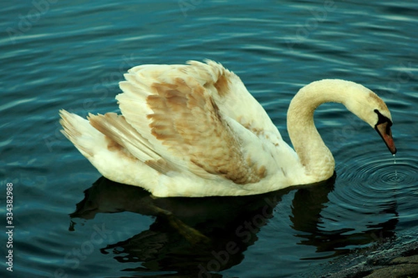 Obraz Swan on Water