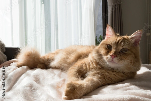 Fototapeta 日向ぼっこしながら毛づくろいする猫のマンチカン