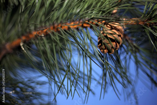 Obraz Pine Tree