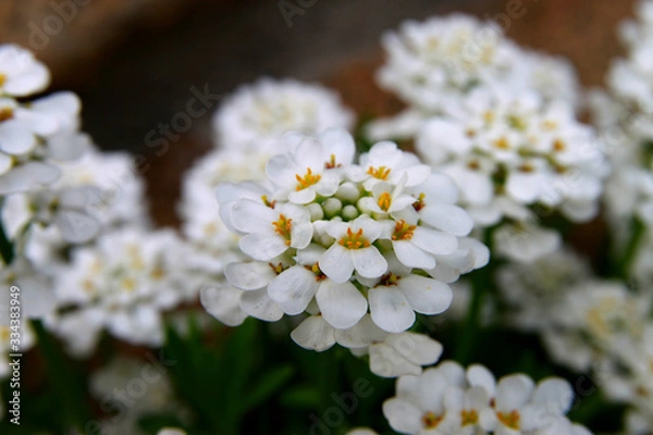 Obraz White Flower