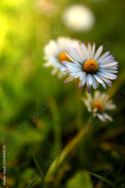 Obraz daisy in the grass