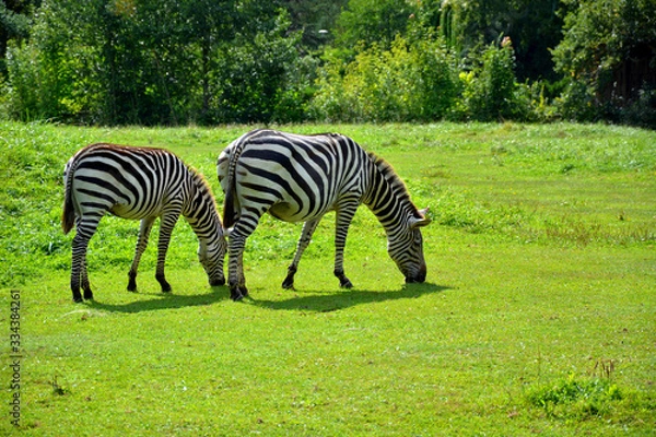 Obraz Zebra's