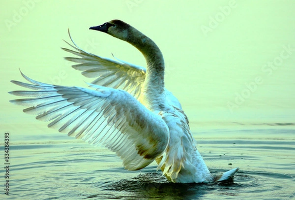 Fototapeta Swan 