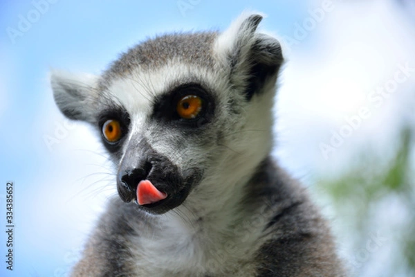 Obraz Lemur