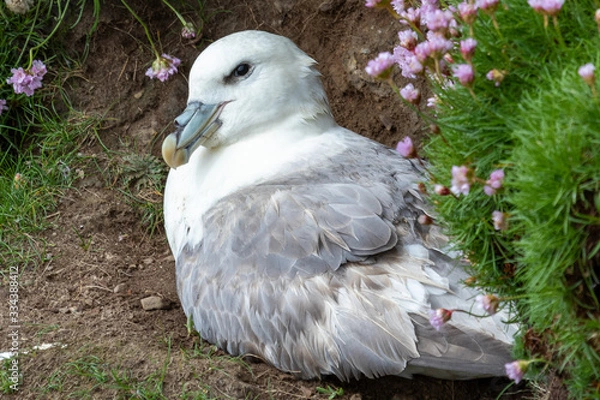 Obraz fulmar