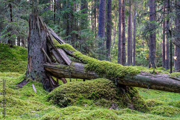 Fototapeta Cracked and fallen fir tree covered in moss