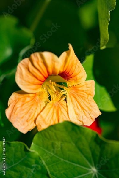 Fototapeta close-up of the orange blossom of a nasturtium