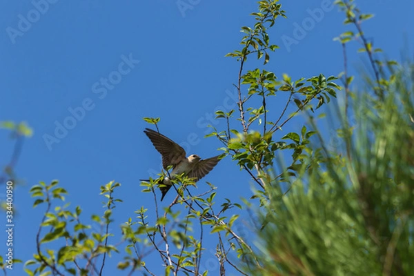 Fototapeta Red rumped swallow bird on the branches of tree. Cecropis Daurica. Wildlife animal photography
