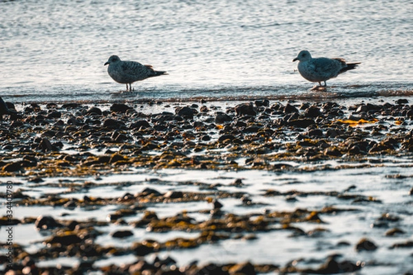 Obraz bird on a beach