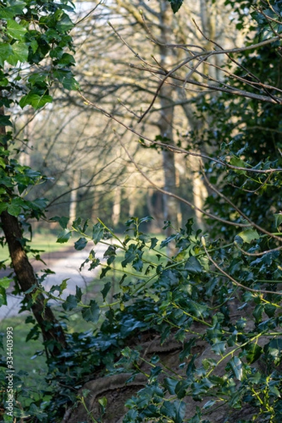 Obraz flowers in park