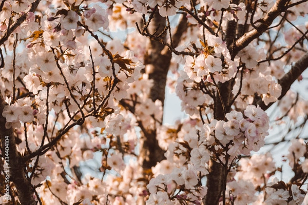 Obraz flowers on tree