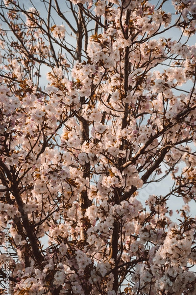 Obraz flower in blossom