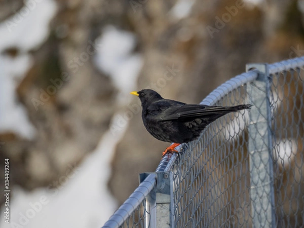 Obraz Alpendohle auf zaun