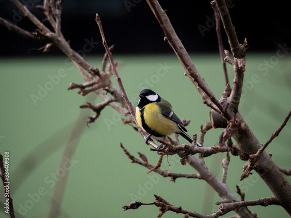 Obraz Kohlmeise auf Baum/ast