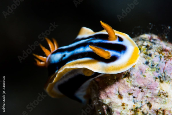 Obraz Chromodoris elisabethina