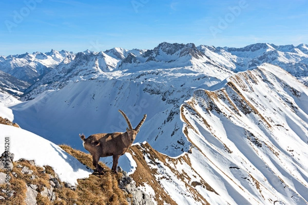 Obraz Ibex in front of snowy mountains at a sunny day in winter. Vorarlberg, Tirol, Austria