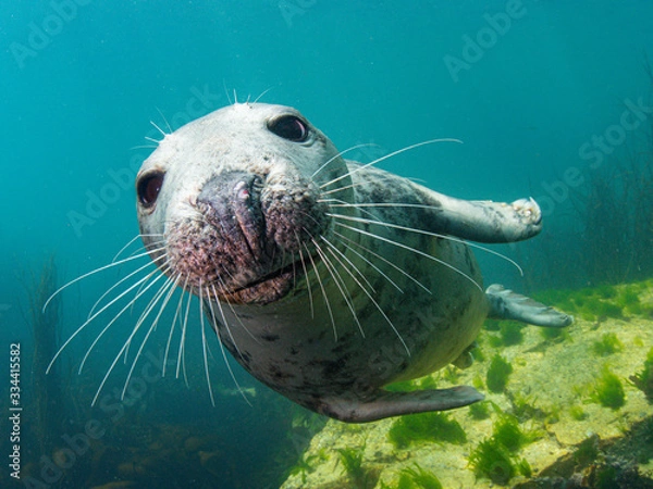 Obraz Atlantic Grey Seal