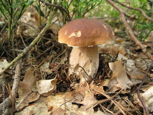 Fototapeta mushroom in the forest