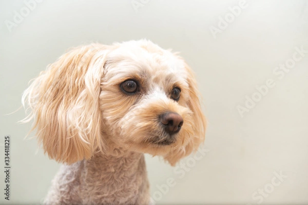 Obraz キャバプーの顔