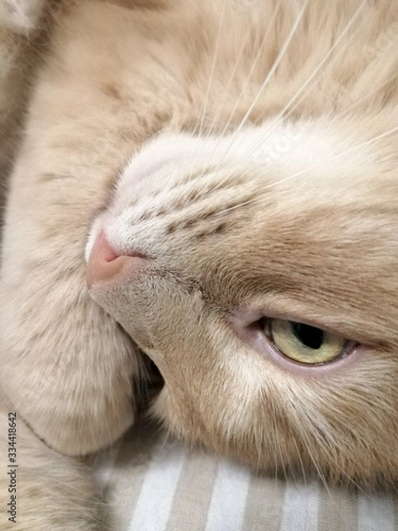 Obraz red cat sleeps in bed