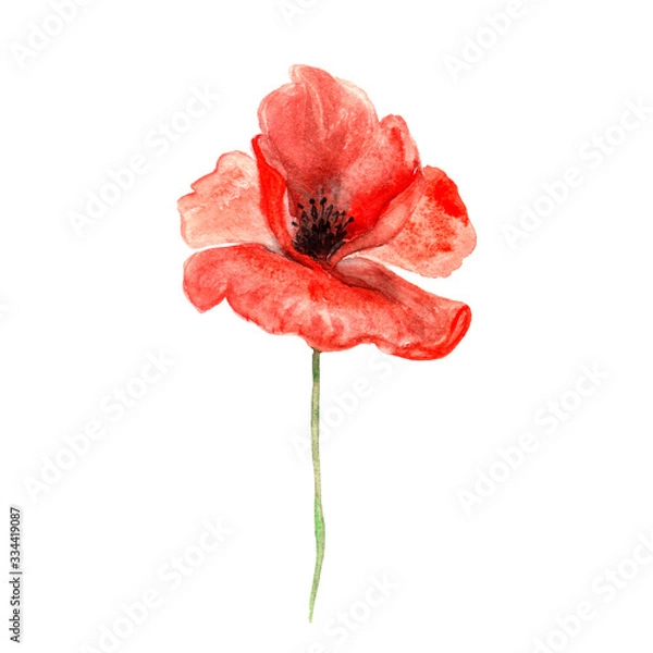 Fototapeta czerwony mak akwarela w słoneczne lato