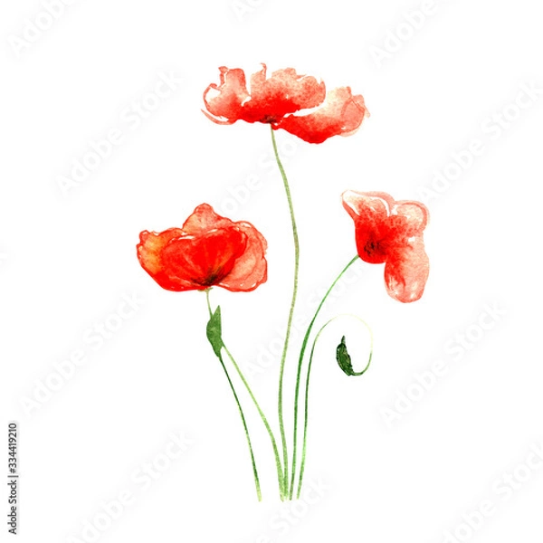 Fototapeta three red poppies with stems painted in watercolor