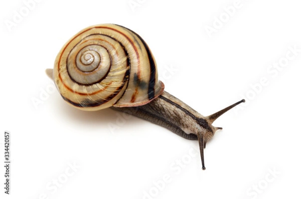 Fototapeta カタツムリ