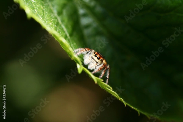 Fototapeta araignée