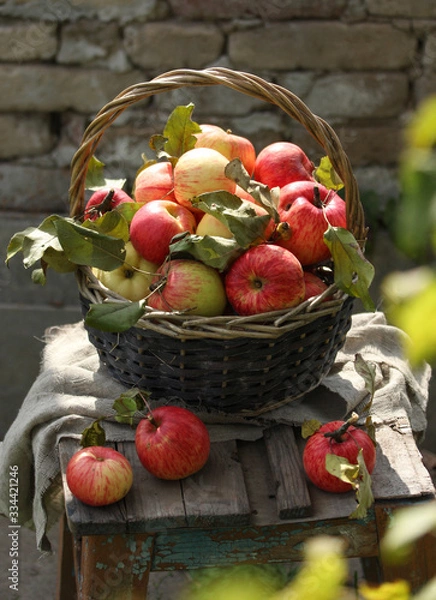 Fototapeta Gardening. Lots of red apples in a basket on an old wooden chair. The brick background and the leaves of the tree. Sunny day. Harvest of apples. Background image, copy space