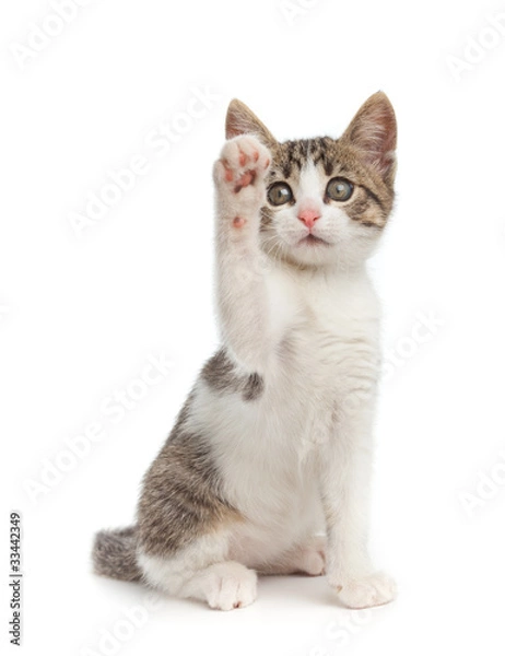 Fototapeta Śliczny kotek daje piątkę - na białym tle.