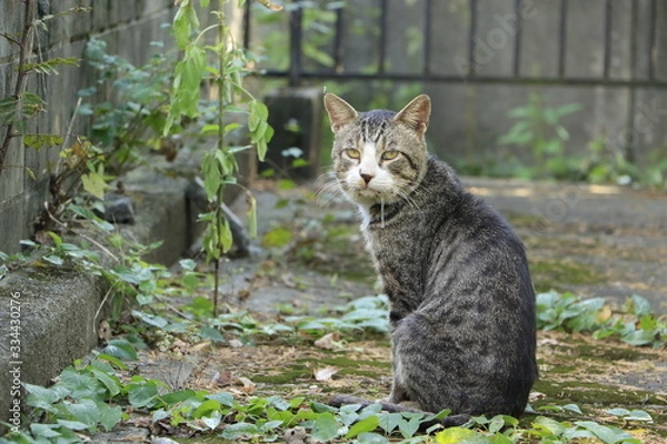 Obraz ヨダレを垂らしながらこちらを見る猫