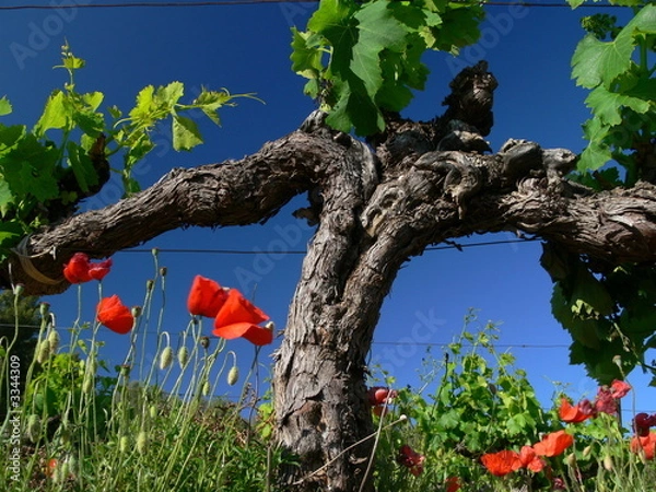 Obraz vigne et coquelicot