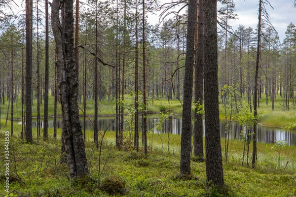 Fototapeta Swamp pond
