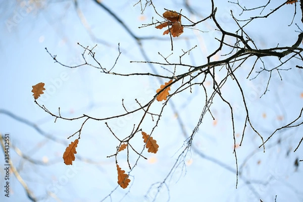 Obraz branches leaves yellow background / abstract seasonal background falling leaves beautiful photo