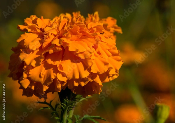 Obraz Tagetes