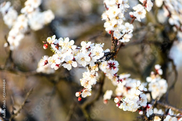 Obraz flowering apricot tree at spring