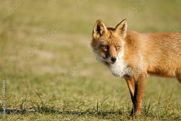 Fototapeta A magnificent wild Red Fox, the fox looks straight into the camera, part of anima
