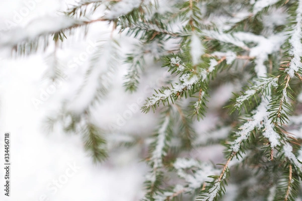 Fototapeta branch of fir in snow