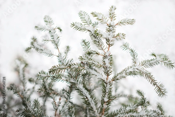 Fototapeta snow covered fir tree branches