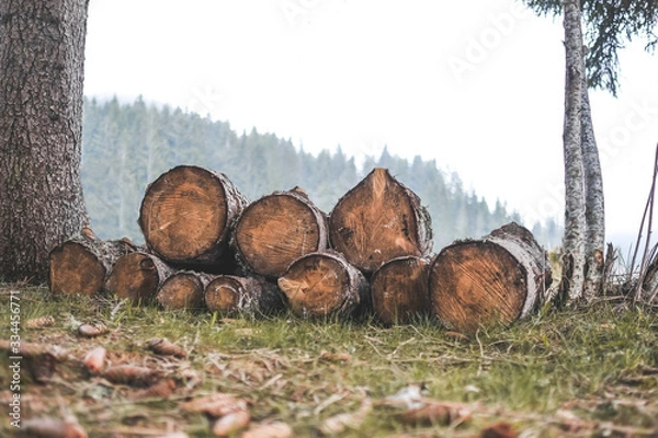Fototapeta pile of logs in forest